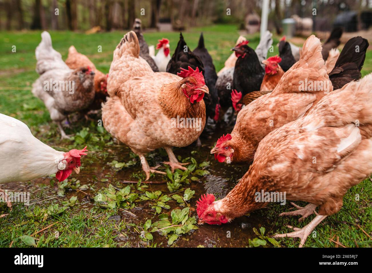 Primo piano del pollo auburn in piedi nel bel mezzo del branco di cibo Foto Stock
