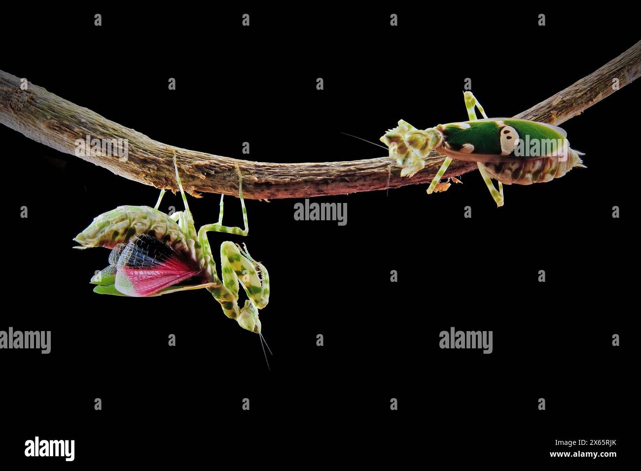 Combattendo mantis dell'esercito su Branch Foto Stock