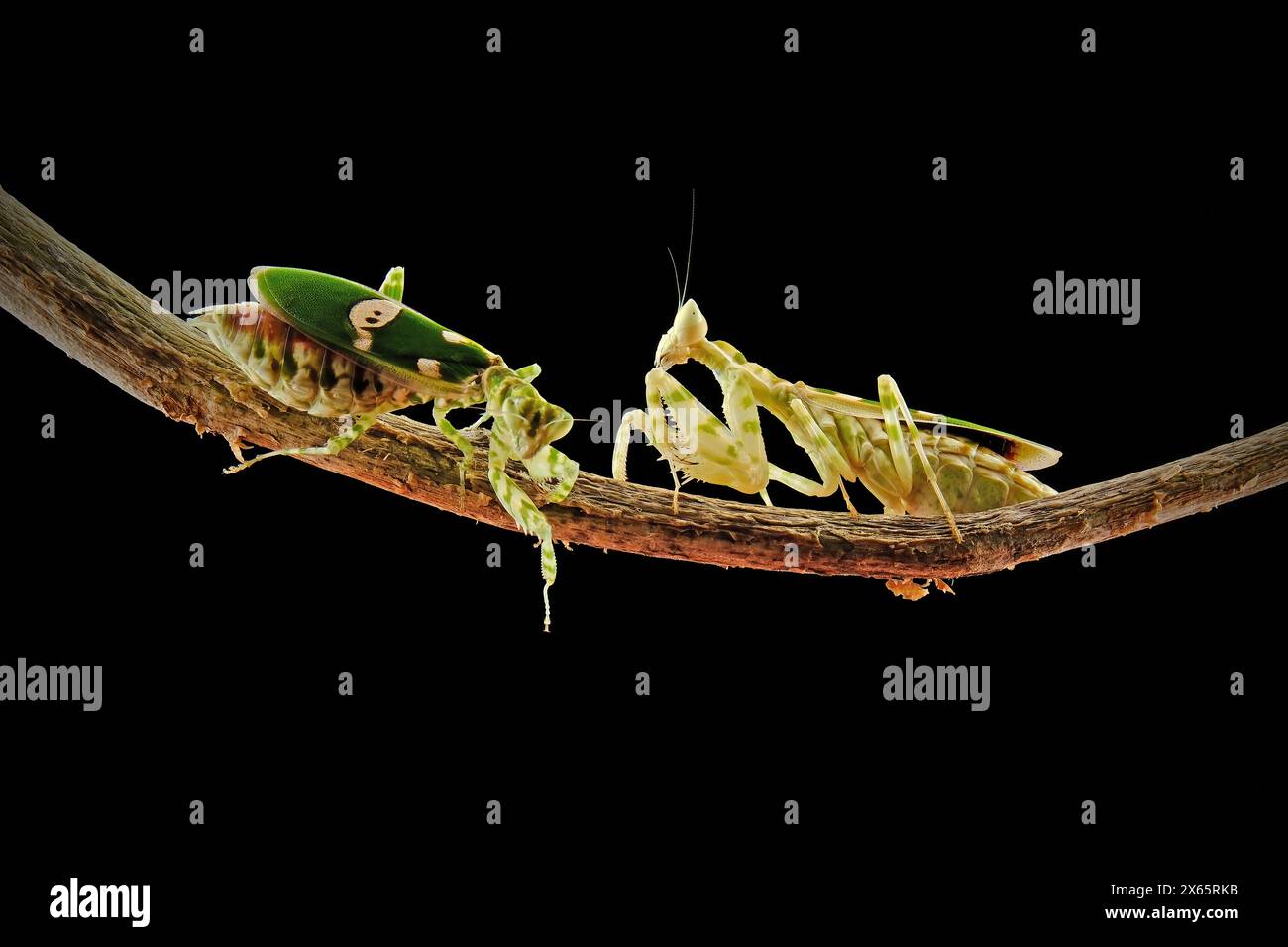 Combattendo mantis dell'esercito su Branch Foto Stock Combattendo mantis dell'esercito su Branch Foto Stock