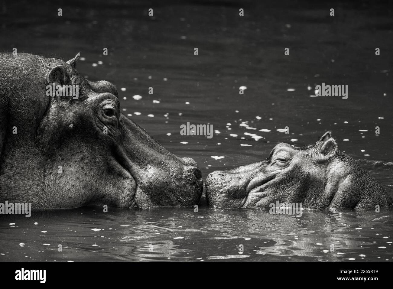 Un grande ippopotamo e il suo bambino condividono un momento tenero nella loro acqua Foto Stock