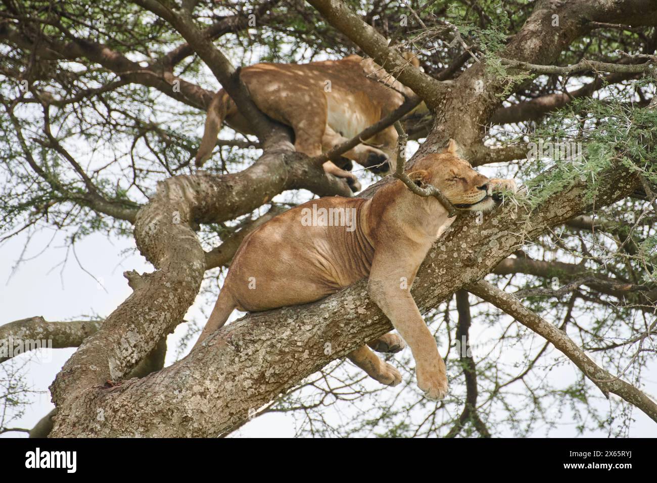 Due leoni battono il caldo della giornata facendo il pisolino in un albero alto. Foto Stock