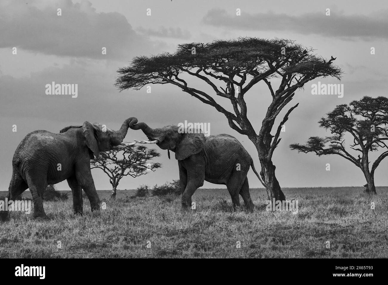 Giovani elefanti in gioco in bianco e nero davanti a Baobab tr Foto Stock