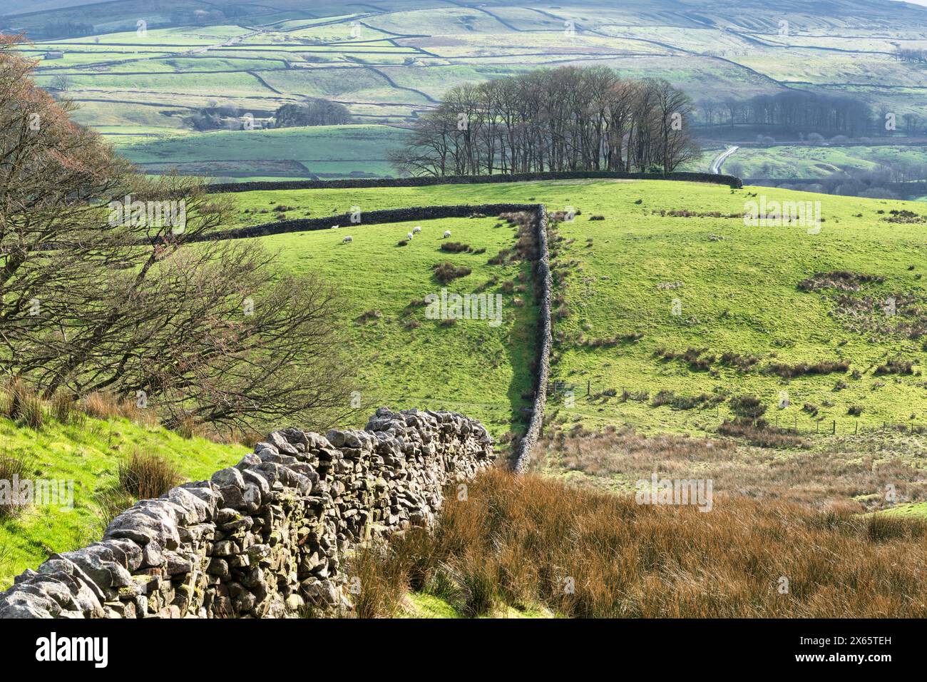 Mid-Mossdale vicino Hawes e Shunner cadde in primavera, Wensleydale, North Yorkshire, Regno Unito Foto Stock