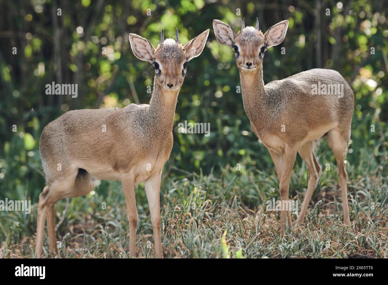 Un paio di dik dik dik, un piccolo vicino nativo dell'Africa. Foto Stock