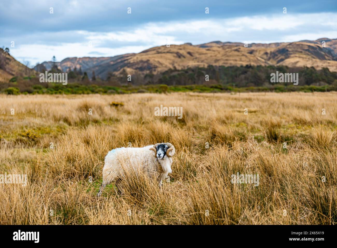 RAM singola in un prato scozzese Foto Stock