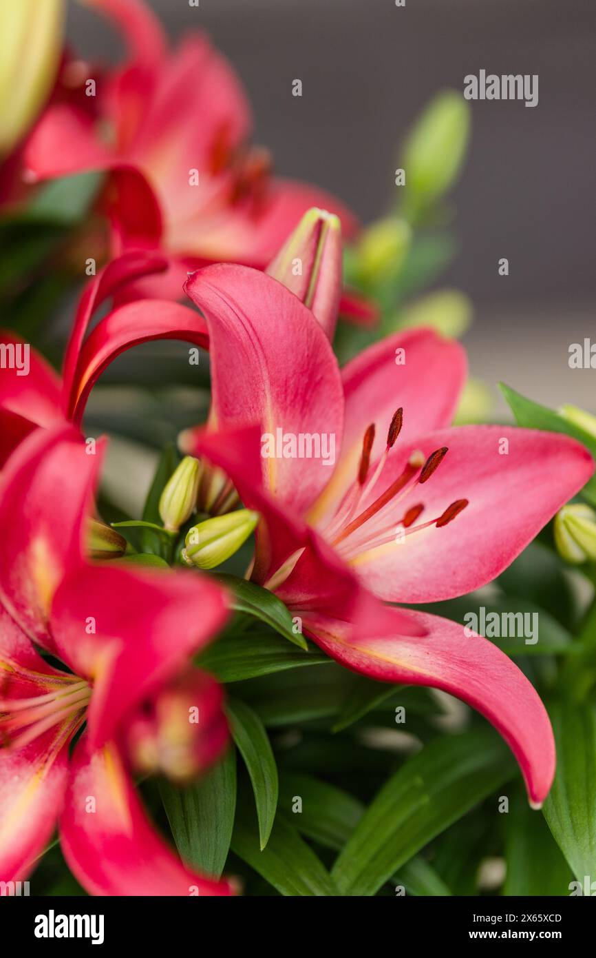 Gigli rossi vivaci in piena fioritura e vista ravvicinata Foto Stock