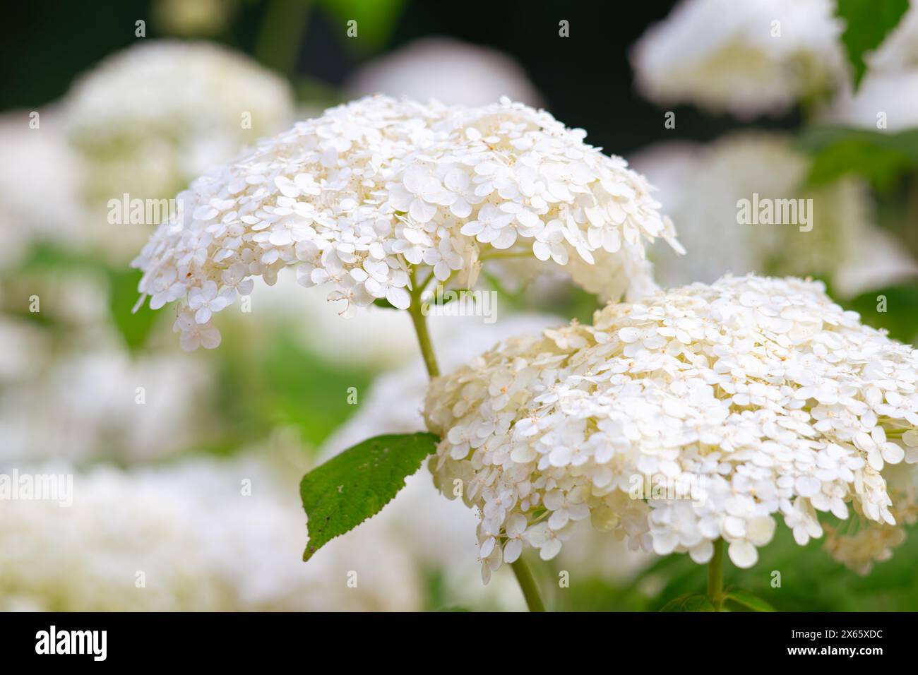 I cespugli di ortensia arborescens fioriscono nel giardino, ortensia bianca in un parco da vicino. Sfondo con motivo floreale naturale, design paesaggistico. Foto Stock