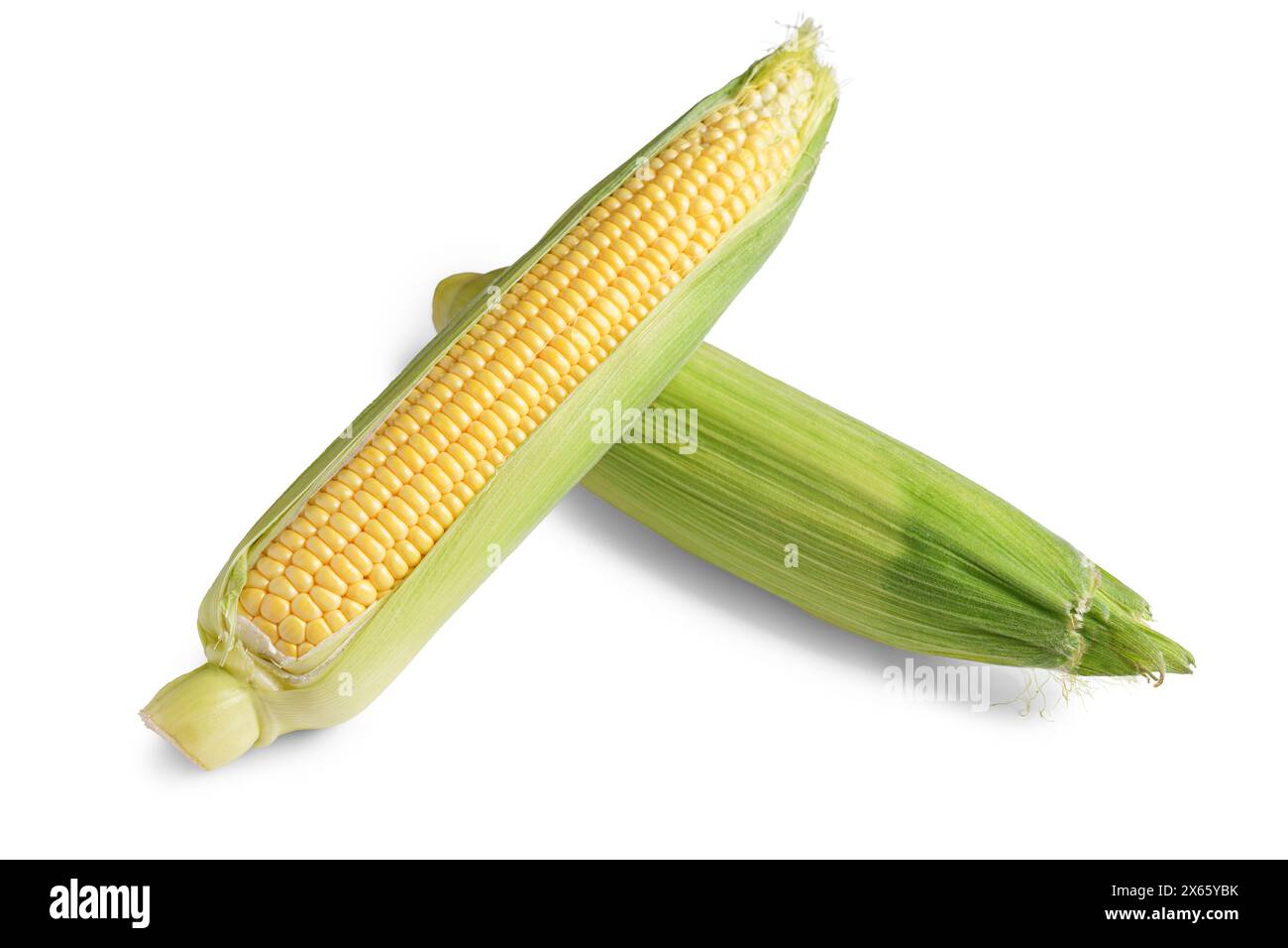 Due orecchie di mais giallo fresco con foglie verdi isolate su sfondo bianco. Ingrediente alimentare, elemento di design, fattoria, raccolto, agricoltura. Foto Stock