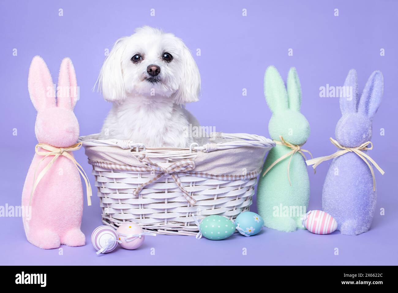Cane maltese in cesto con coniglietti di pasqua e uova di pasqua Foto Stock