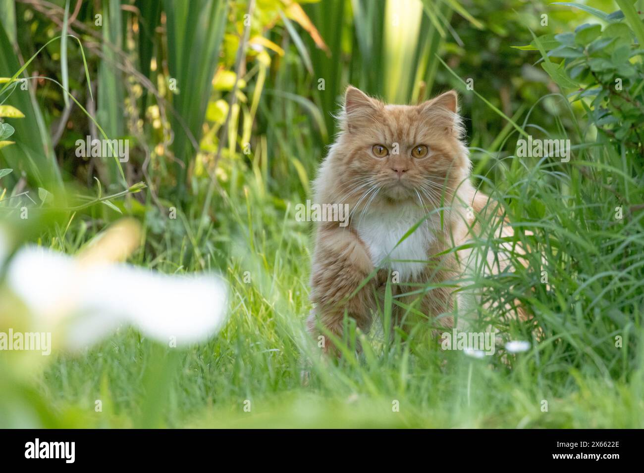 Gatto in un giardino nel Regno Unito. I gatti domestici sono responsabili dell'uccisione di milioni di animali selvatici ogni anno, compresi piccoli mammiferi e uccelli Foto Stock