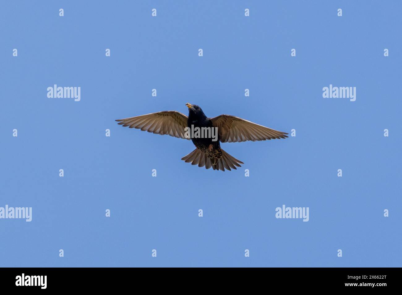 Starling, Sturnus vulgaris, volando con le ali allungate, Regno Unito Foto Stock