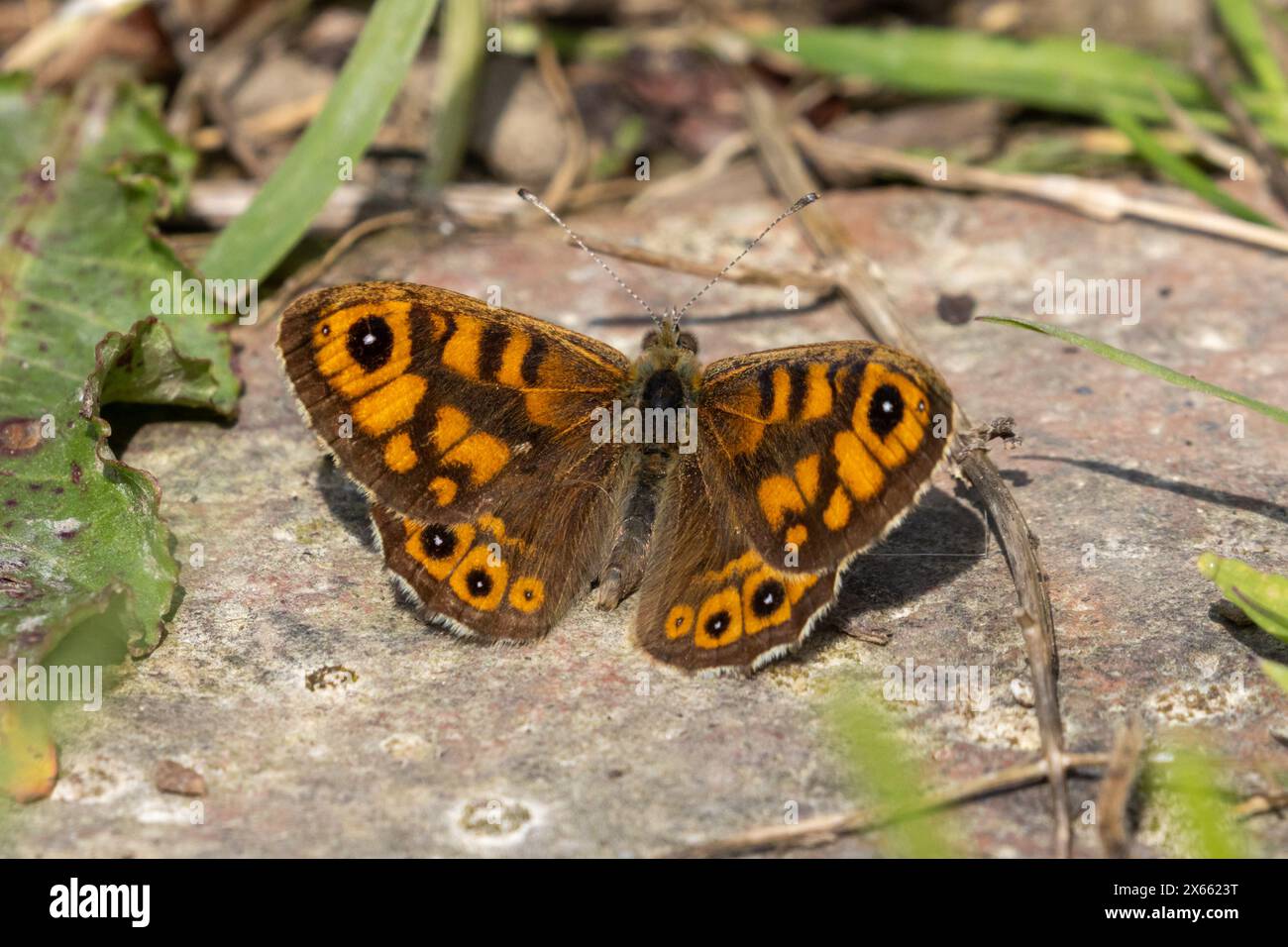 Farfalla a parete, Lasiommata megera Sussex, Regno Unito Foto Stock