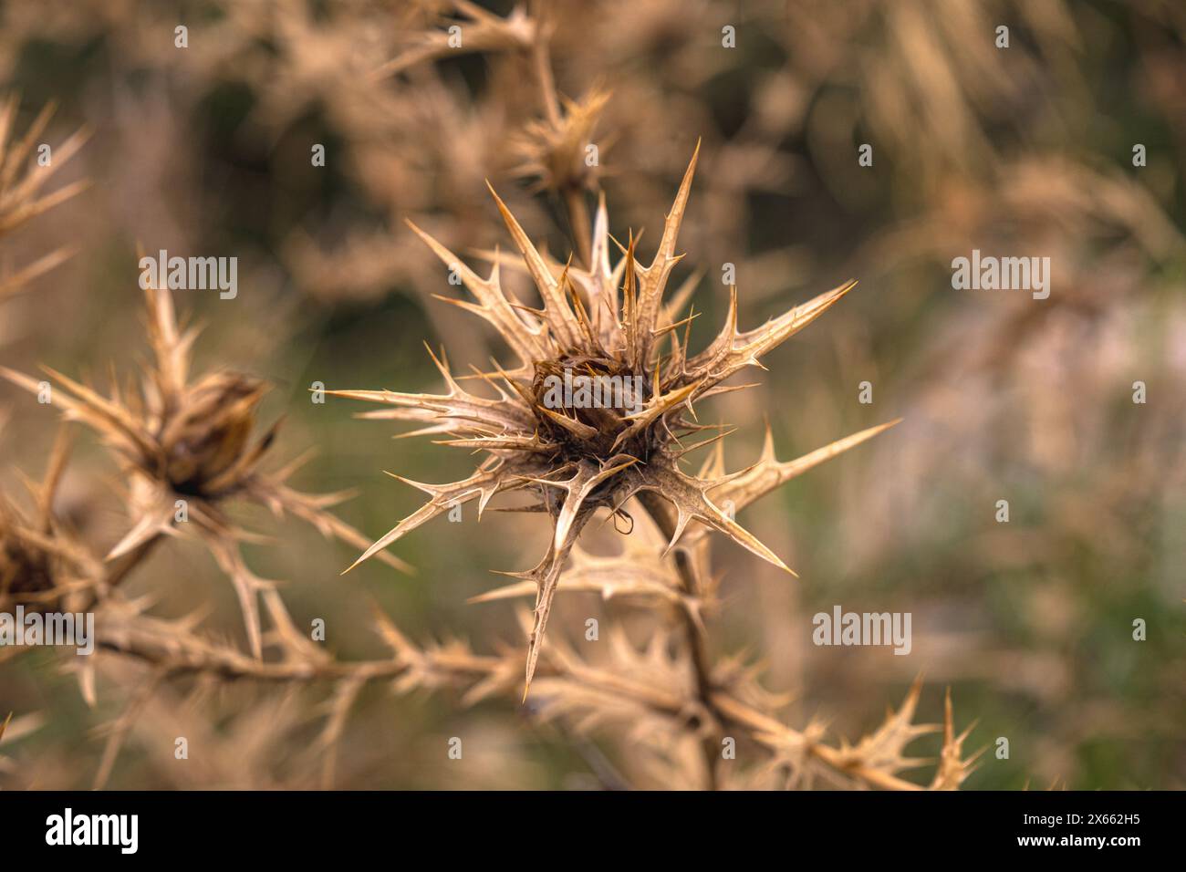 Distel Foto Stock