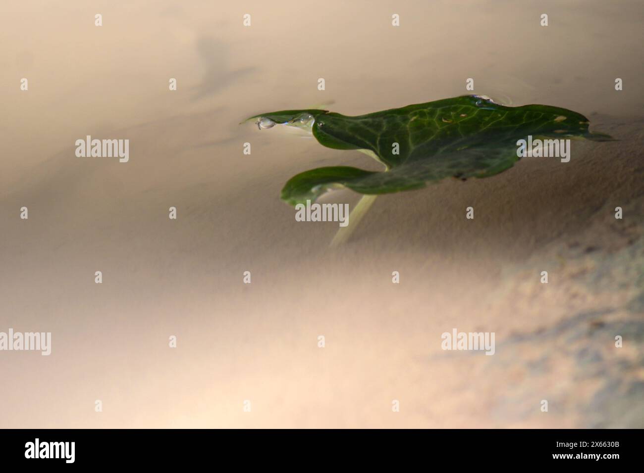 una foglia verde sull'acqua nella foresta Foto Stock