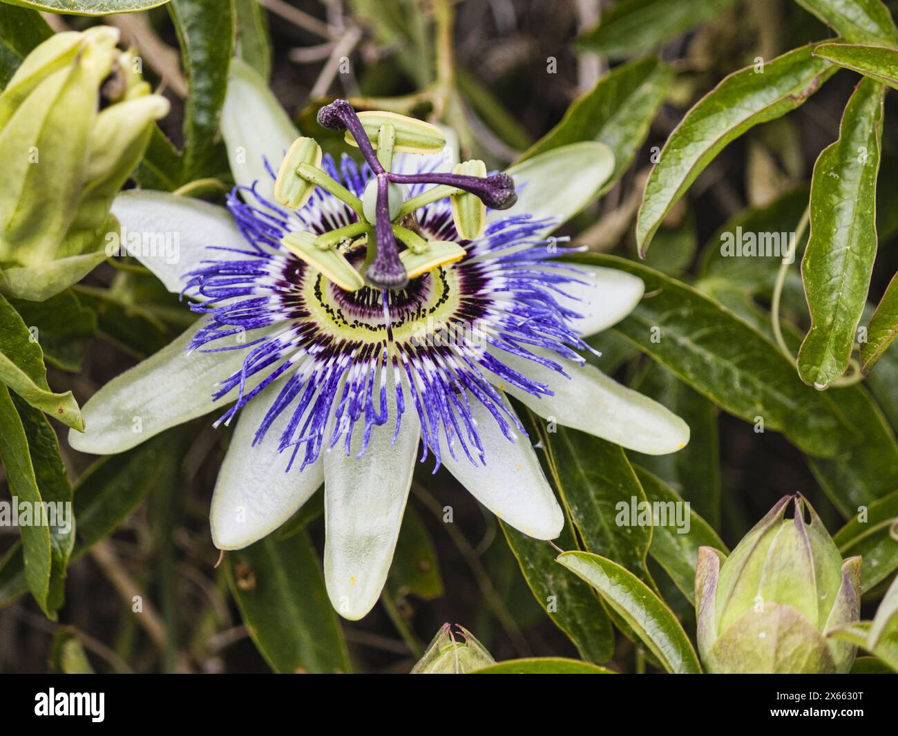 Passionflower conosciuto anche come il fiore della passione o vitigni della passione Foto Stock