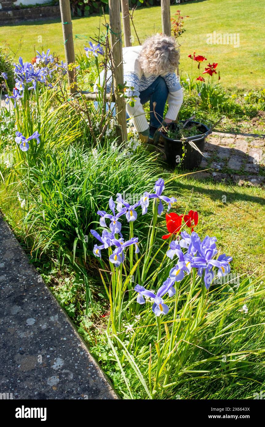 Donna matura che lavora erbacce nel giardino di cottage con Iris di bordo in primo piano Foto Stock