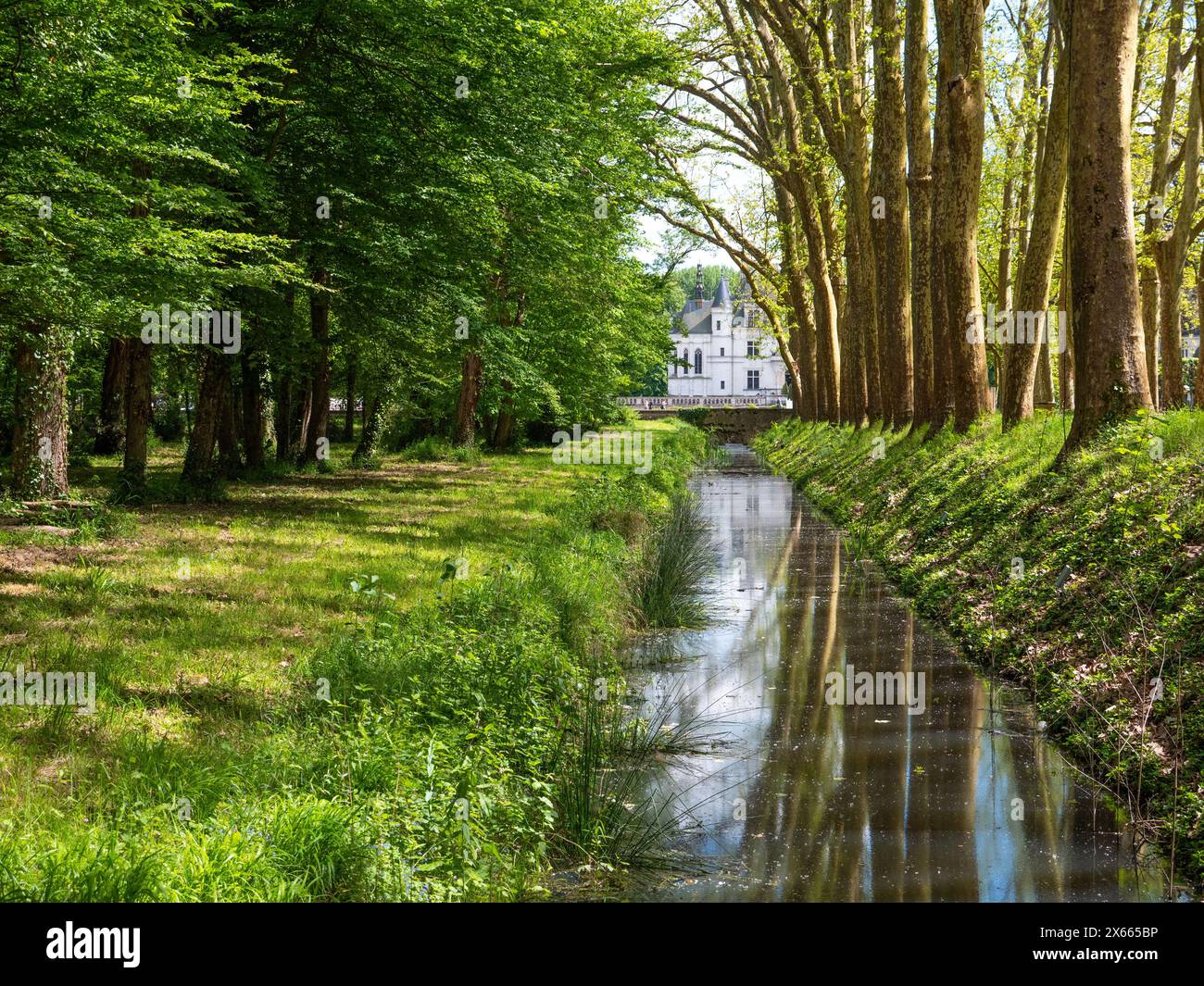 Foresta francese Foto Stock