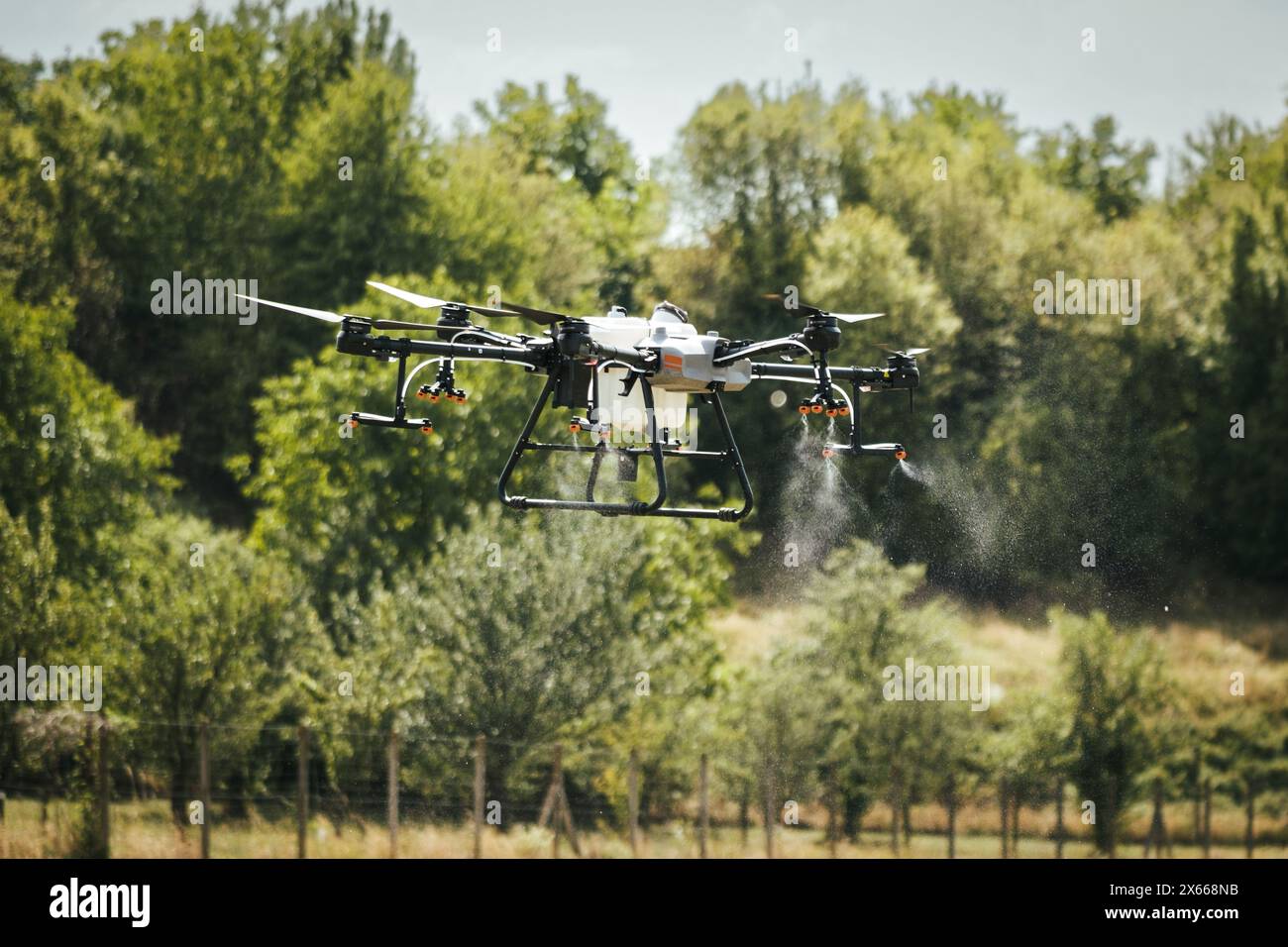 I droni agricoli spruzzano le colture, distribuiscono pesticidi, erbicidi e fertilizzanti in modo efficiente e preciso. Veduta aerea di un drone che si sta moderando Foto Stock