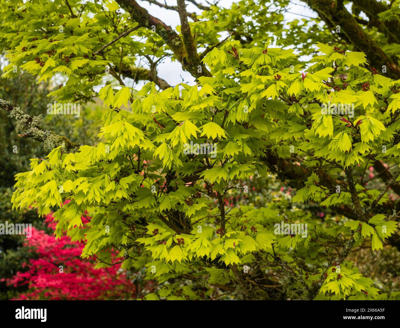 Fogliame primaverile giallo fresco dell'acero giapponese dorato a luna piena, Acer shirasawanum "Aureum" Foto Stock