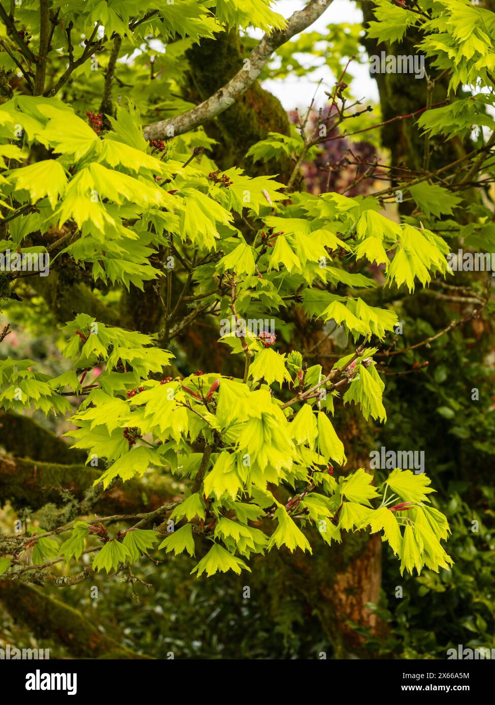Fogliame primaverile giallo fresco dell'acero giapponese dorato a luna piena, Acer shirasawanum "Aureum" Foto Stock