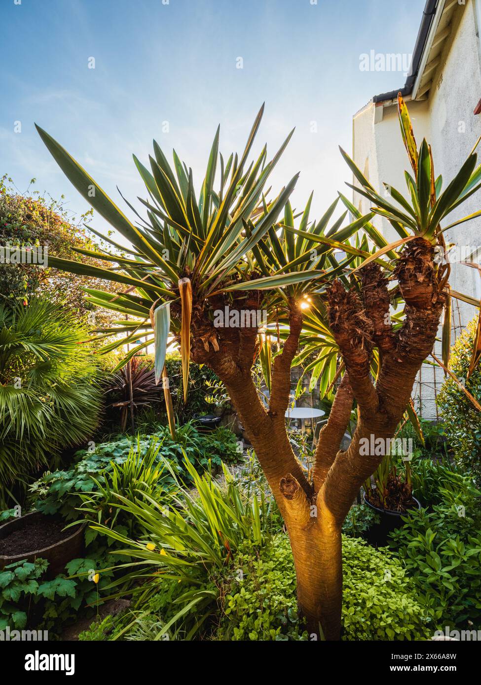 Yucca gloriosa "variegata", resistente e sempreverde, alla luce del sole serale in un giardino esotico di Plymouth, Regno Unito Foto Stock