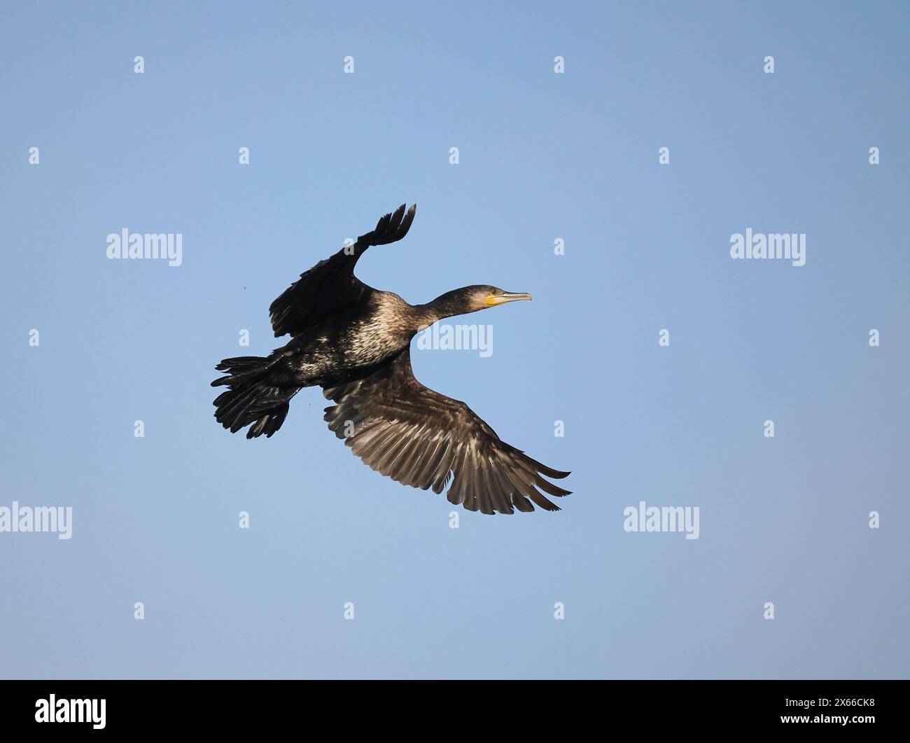 Questo giovane uccello non era nidificante poiché a maggio era ancora trovato nel fantasma invernale, mentre gli adulti sarebbero già stati nei siti di riproduzione. Foto Stock