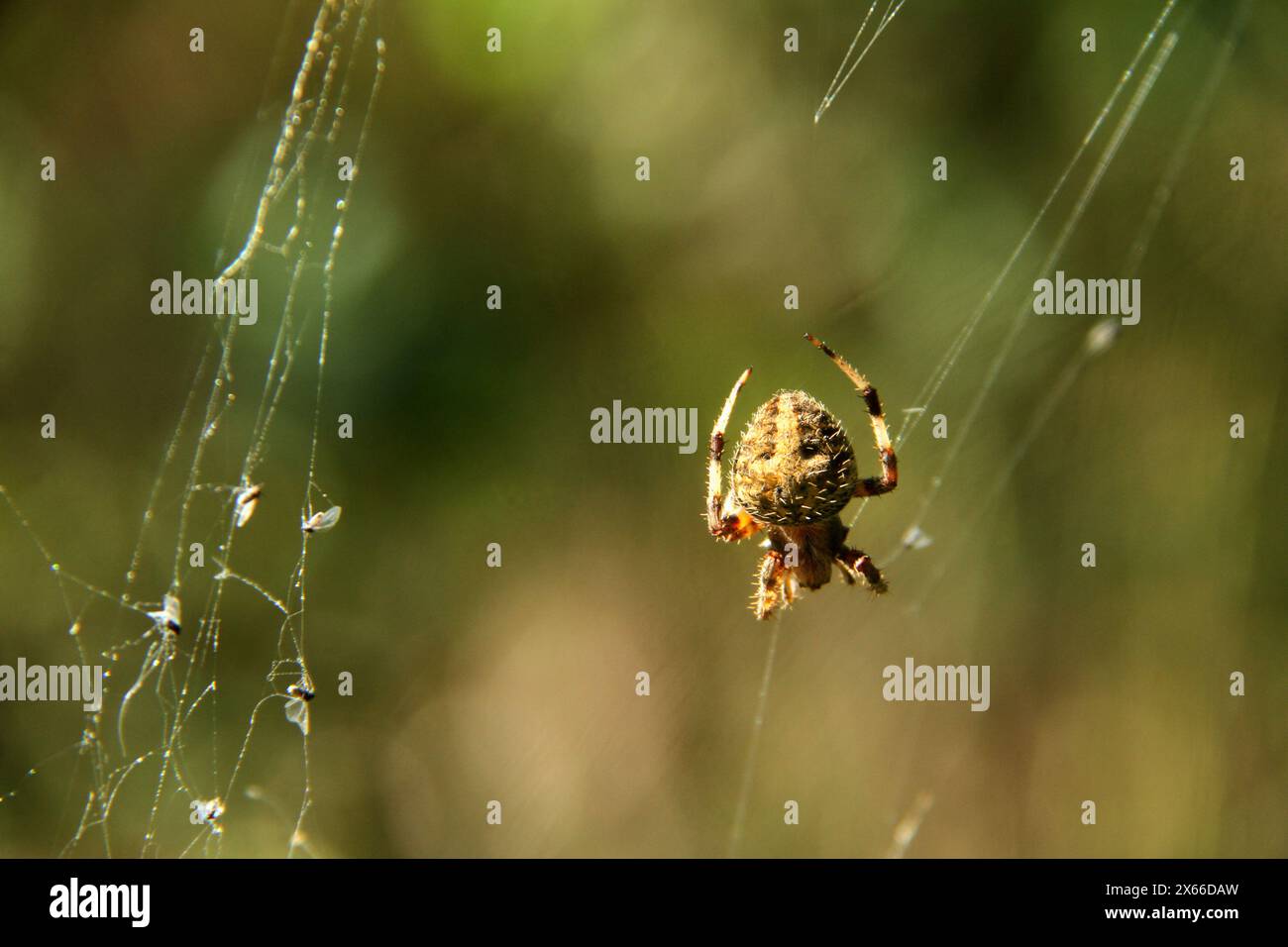 Primo piano di un ragno fienile in Virginia, Stati Uniti Foto Stock