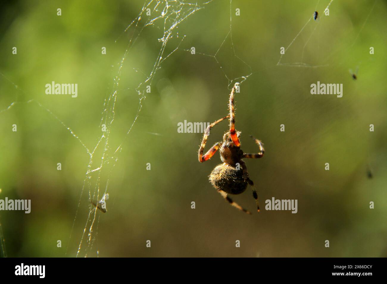 Primo piano di un ragno fienile in Virginia, Stati Uniti Foto Stock