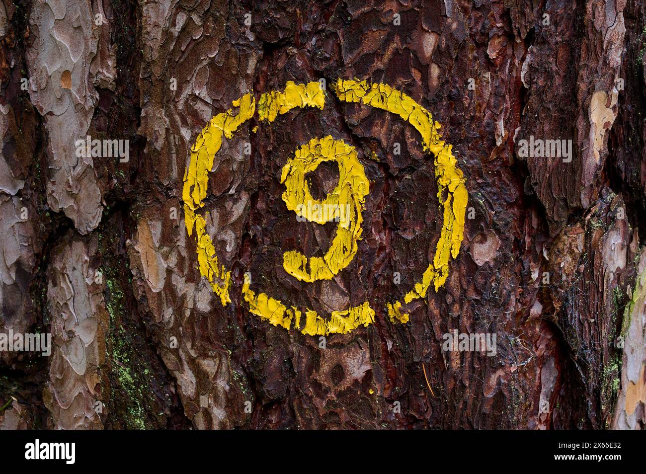 Corteccia di pino con numero giallo 9, Odenwald, Assia, Germania, Europa Foto Stock