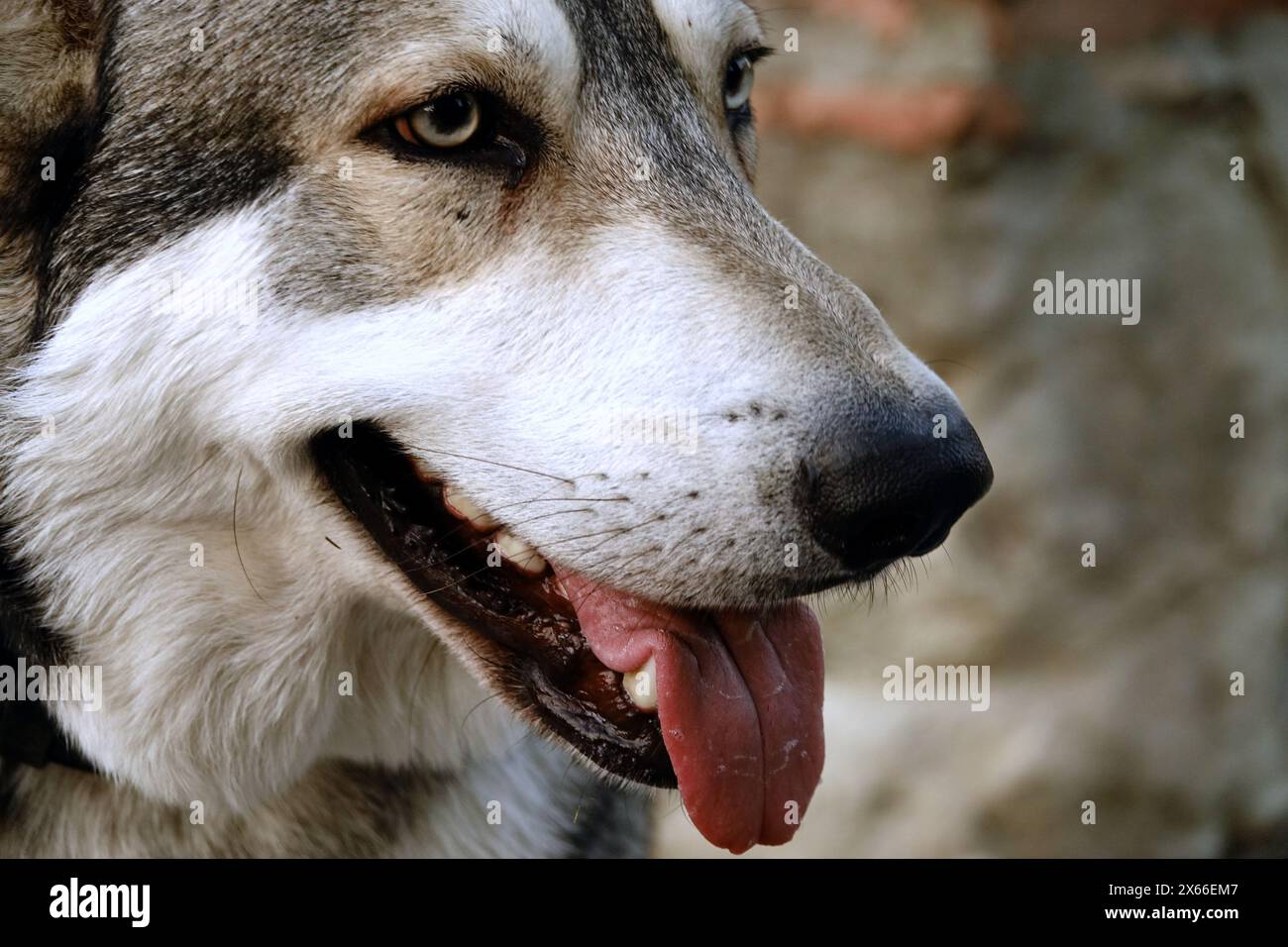 Foto primo piano del muso di un lupo cecoslovacco Foto Stock