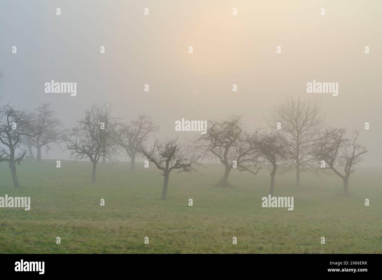 Prato con alberi da frutto nella nebbia, Mönchberg, Spessart, Baviera, Germania, Europa Foto Stock