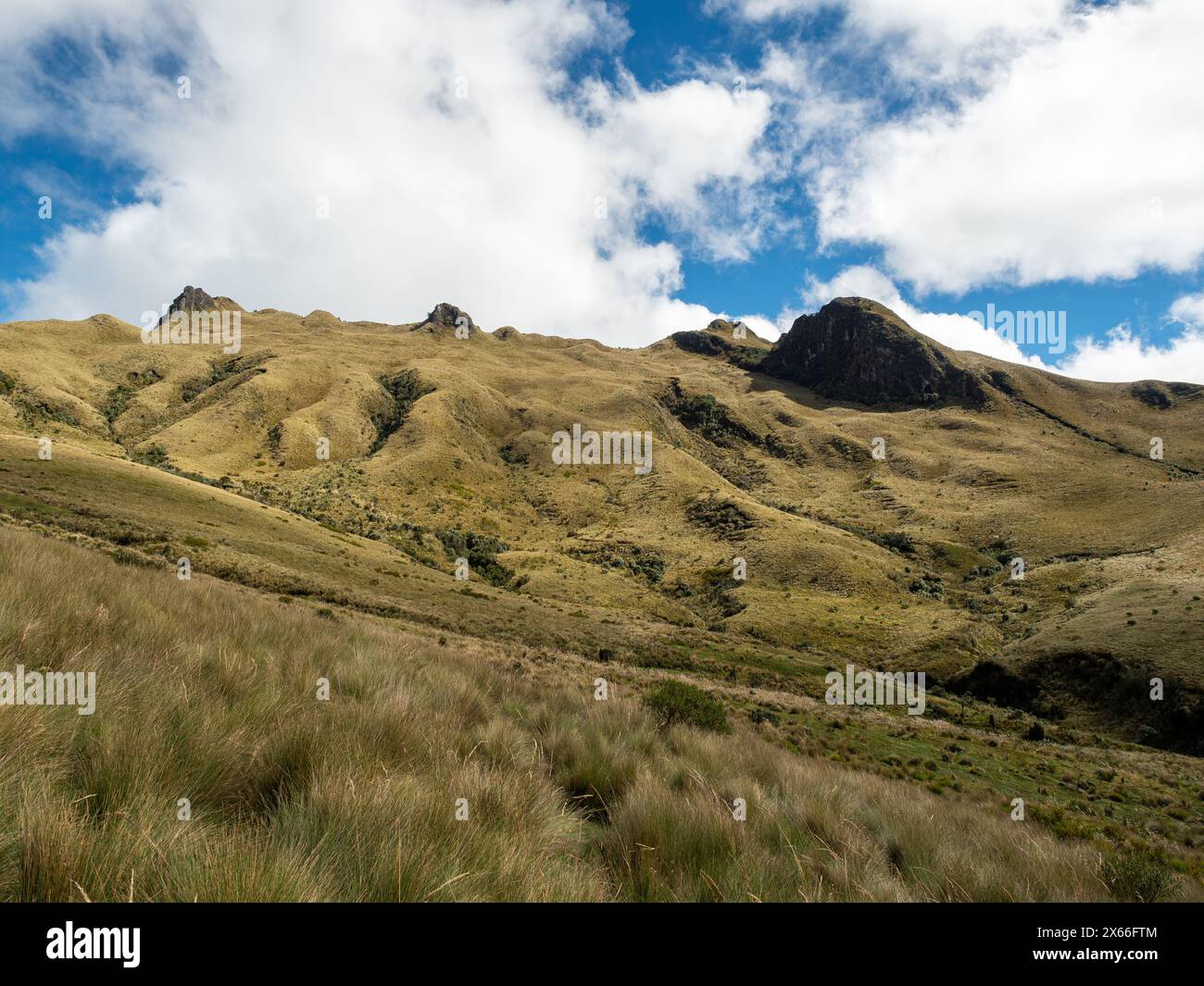 Un tipico paramo, una valle ricoperta di erba nelle montagne Andead. Nel Parco Nazionale del Cotopaxi in Ecuador. Foto Stock