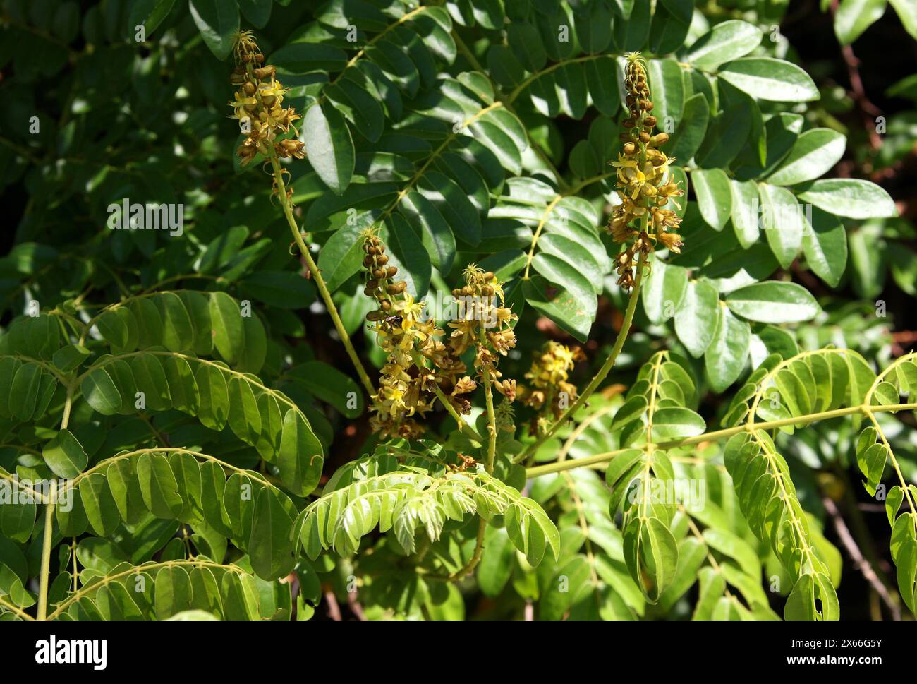 Tara, Spiny Holdback, Taya o Algarroba Tanino, Tara spinosa, Fabaceae, Syn. Caesalpinia spinosa. Manuel Antonio, Costa Rica, America centrale. Foto Stock