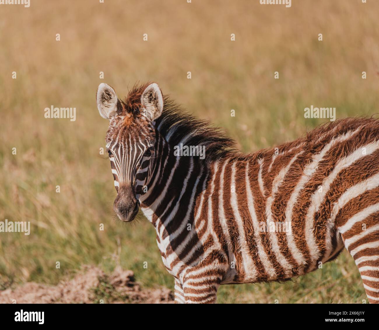 Zebra giovanile tra praterie dorate a Ol Pejeta Foto Stock