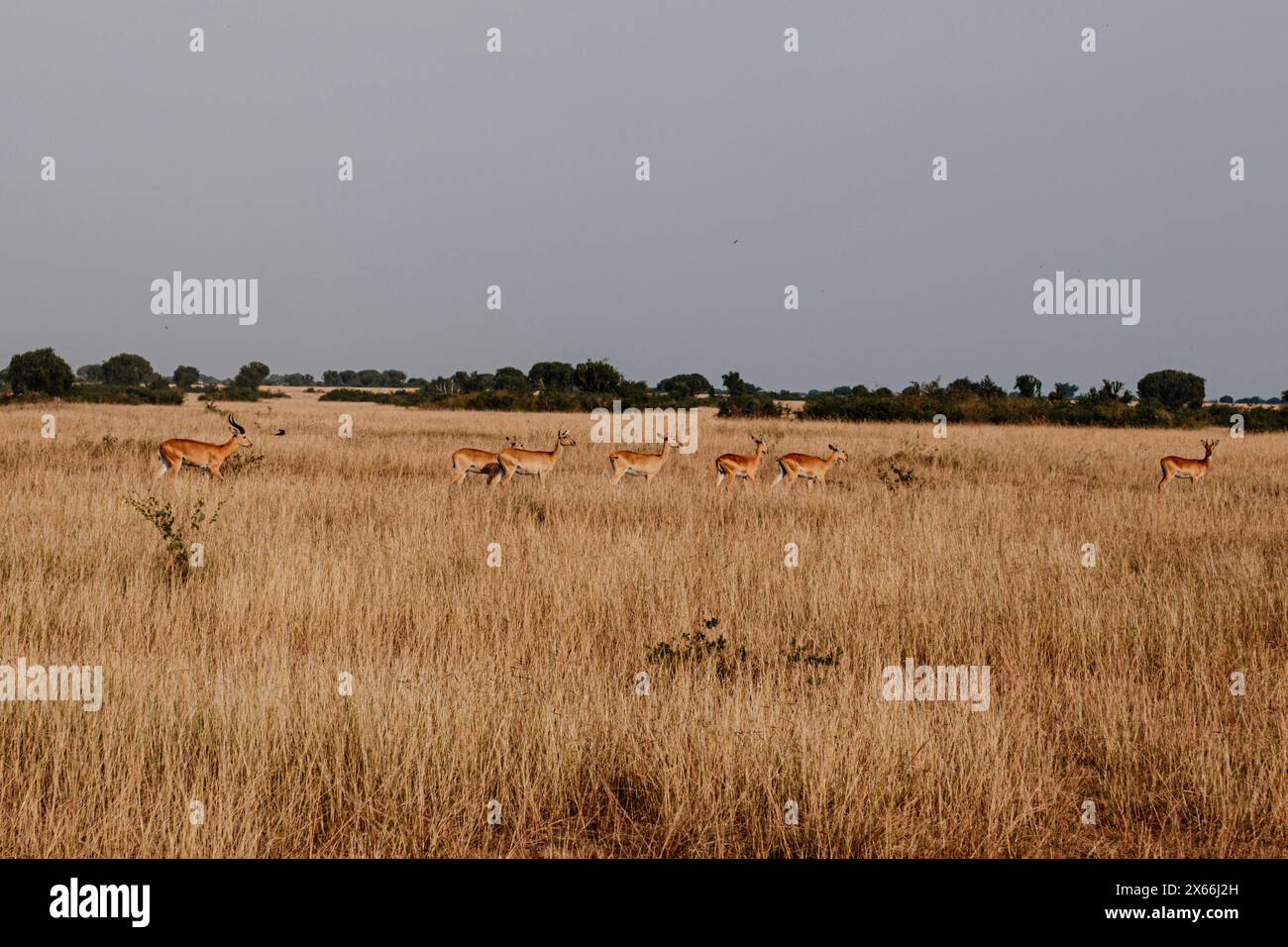 Impala che pascolano nell'erba di savana, Uganda Foto Stock