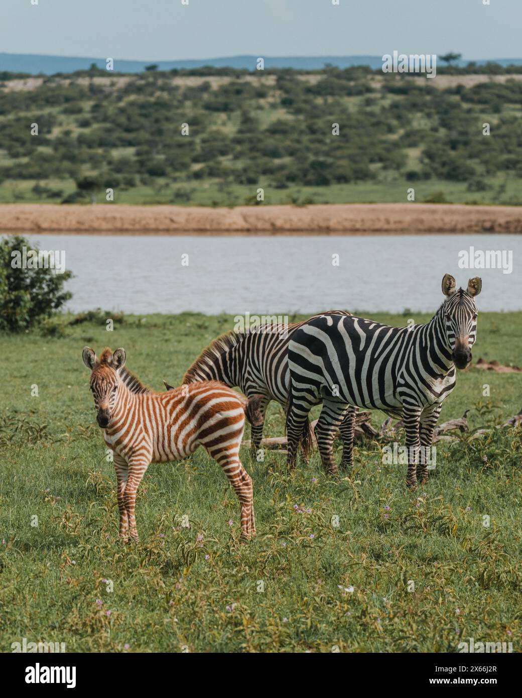 Zebra madre e puledro dall'acqua a Masai Mara Foto Stock