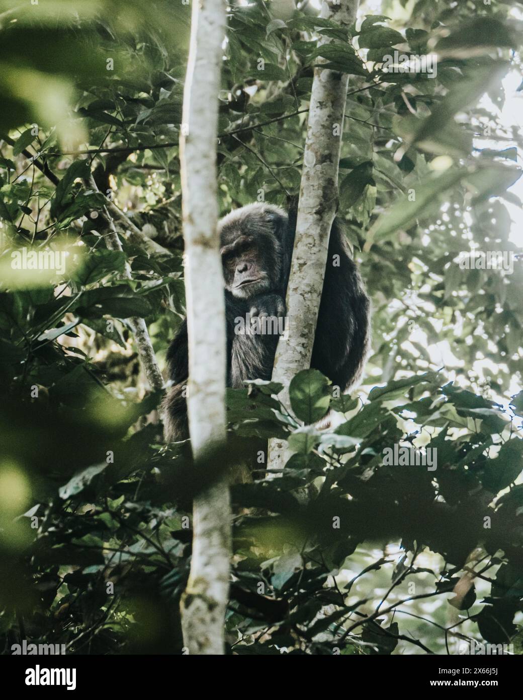 Scimpanzé seduto nelle lussureggianti tettoie degli alberi nella foresta ugandese Foto Stock