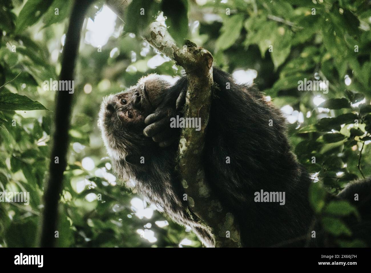 Scimpanzé seduto nelle lussureggianti tettoie degli alberi nella foresta ugandese Foto Stock