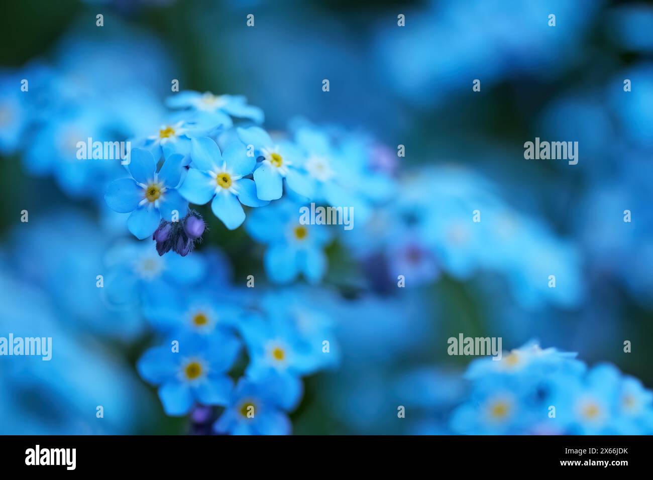 Serene Blue Forget-me-nots fiori con morbido sfondo bokeh Foto Stock