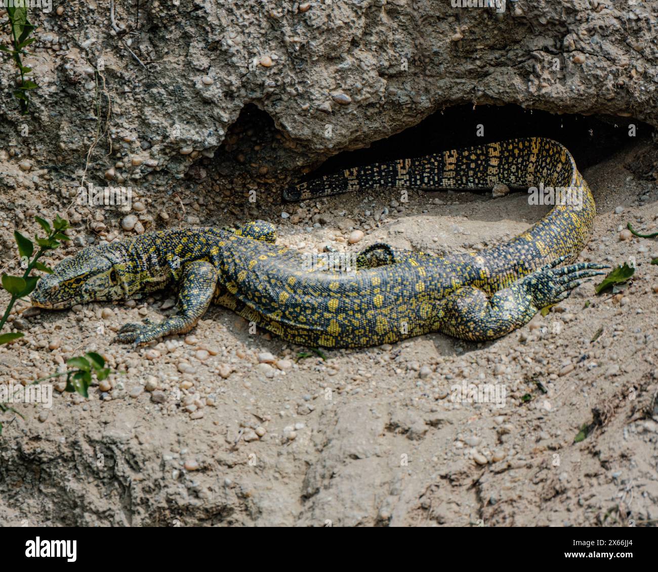 Guarda la lucertola che emerge dalla sua tana, Kazinga Channel, Uganda Foto Stock