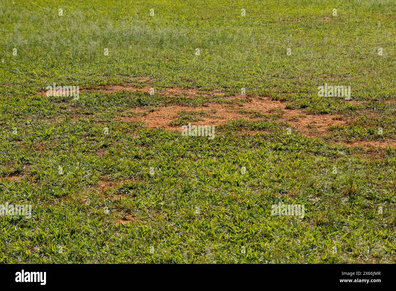 dettaglio dell'erba con fori e difetti irregolari su un campo da calcio Foto Stock