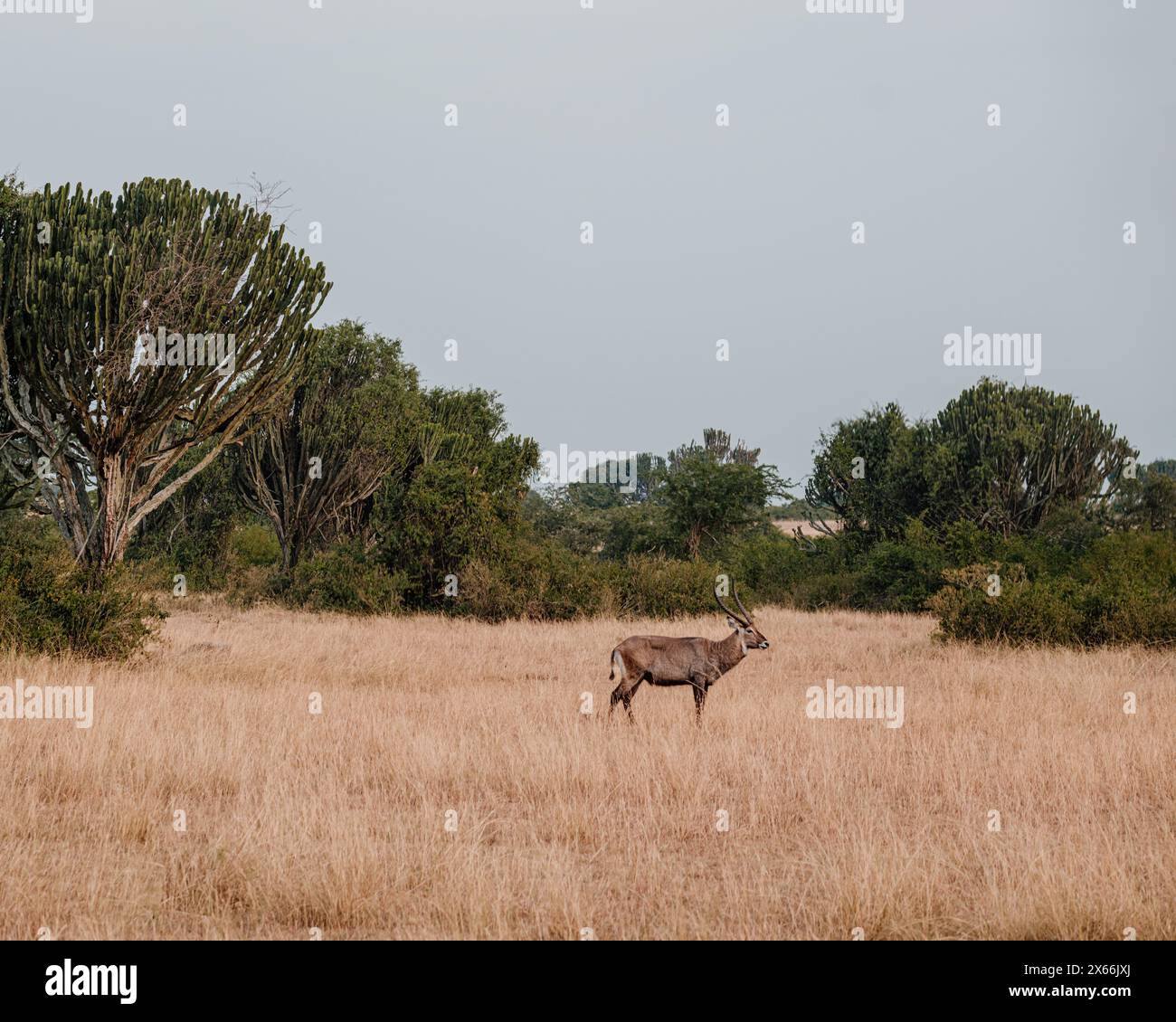 Solitario galleggiante che si aggira tra le praterie di savana dell'Uganda Foto Stock