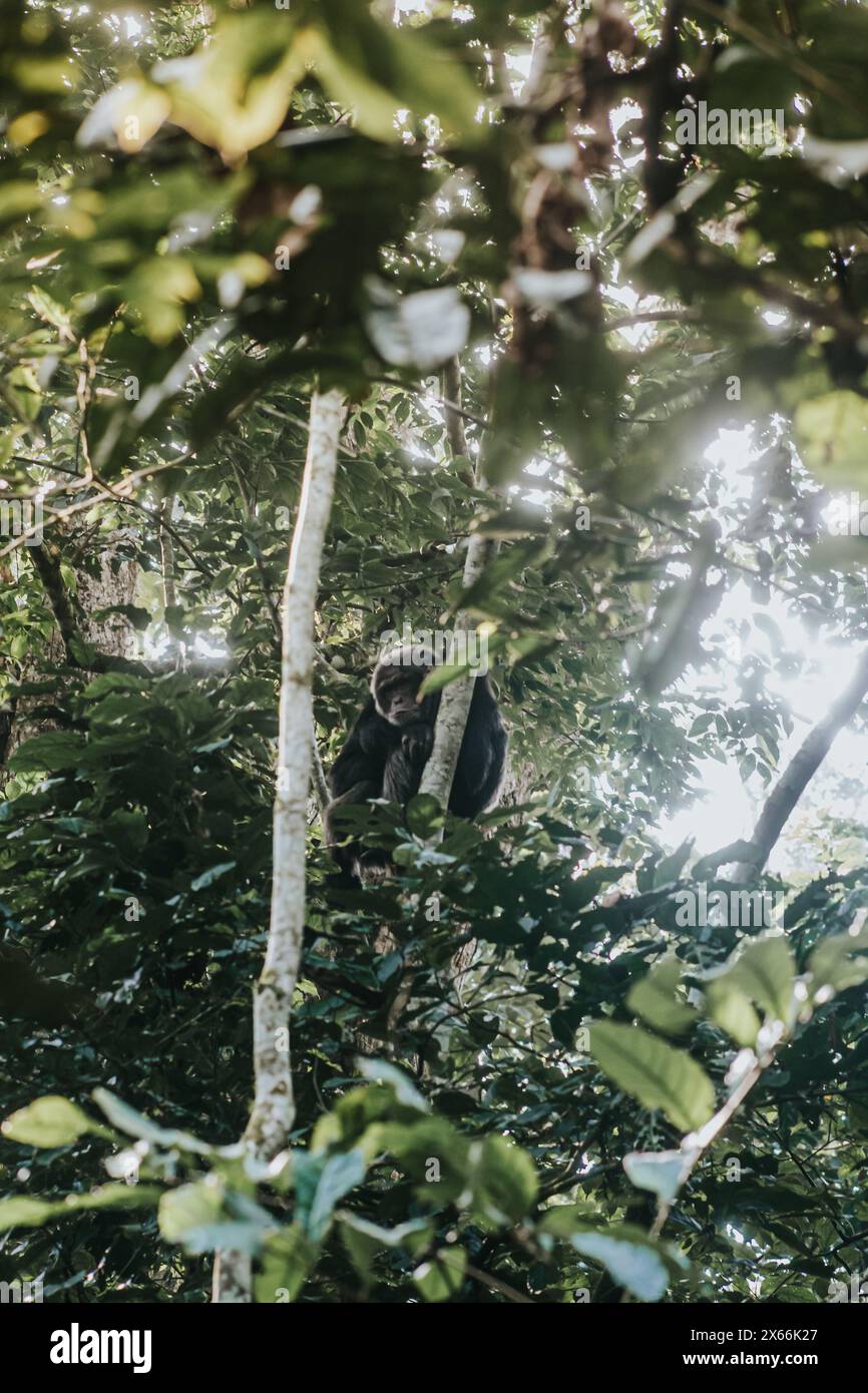 Scimpanzé seduto nelle lussureggianti tettoie degli alberi nella foresta ugandese Foto Stock