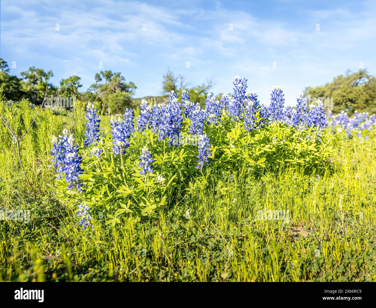 Cuffie blu in un prato verde lussureggiante, in primavera in Texas Foto Stock