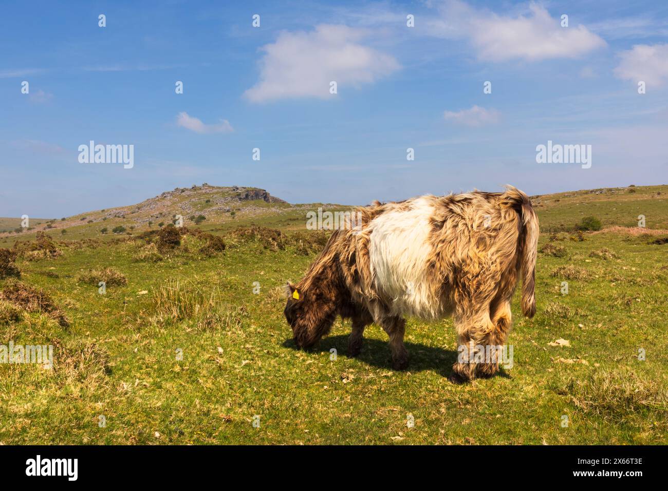 Pascolo sul Bodmin Moor Foto Stock