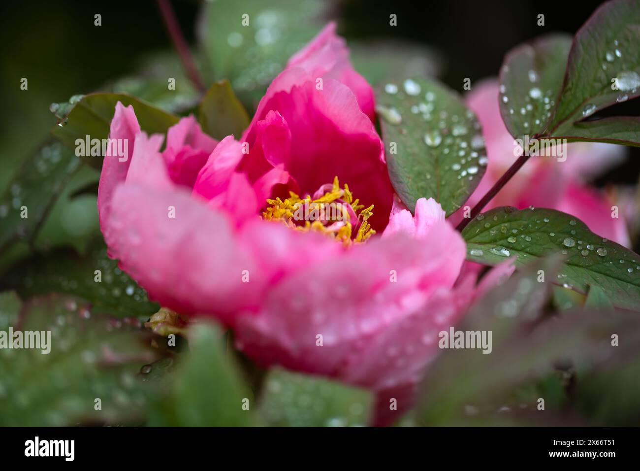 peonia rosa in un giardino botanico, natura Foto Stock