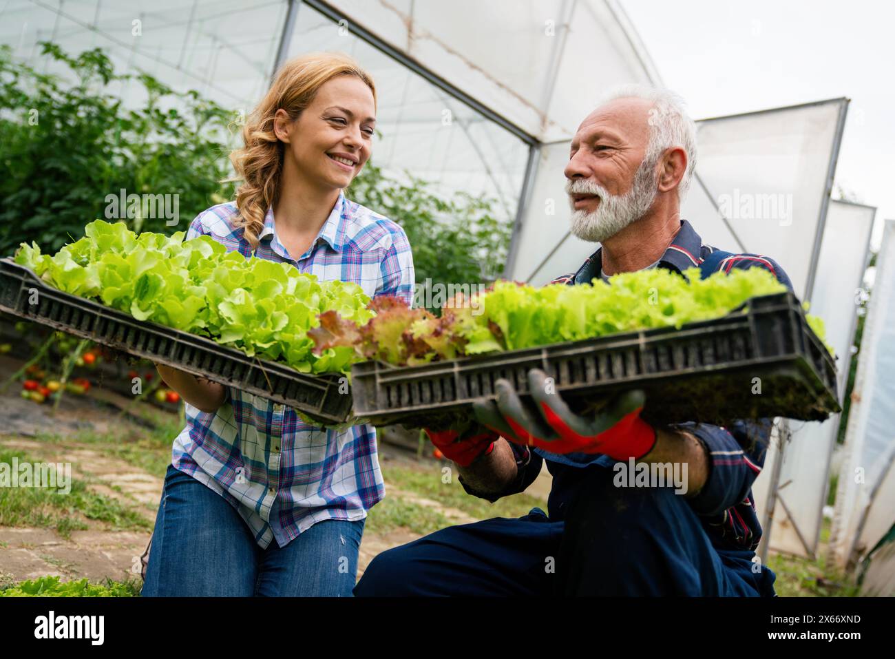 Famiglia felice di coltivatori biologici di verdure da vendere ai negozi locali. Foto Stock