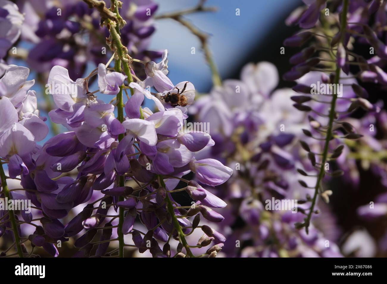 Bee in Wisteria giapponese Foto Stock