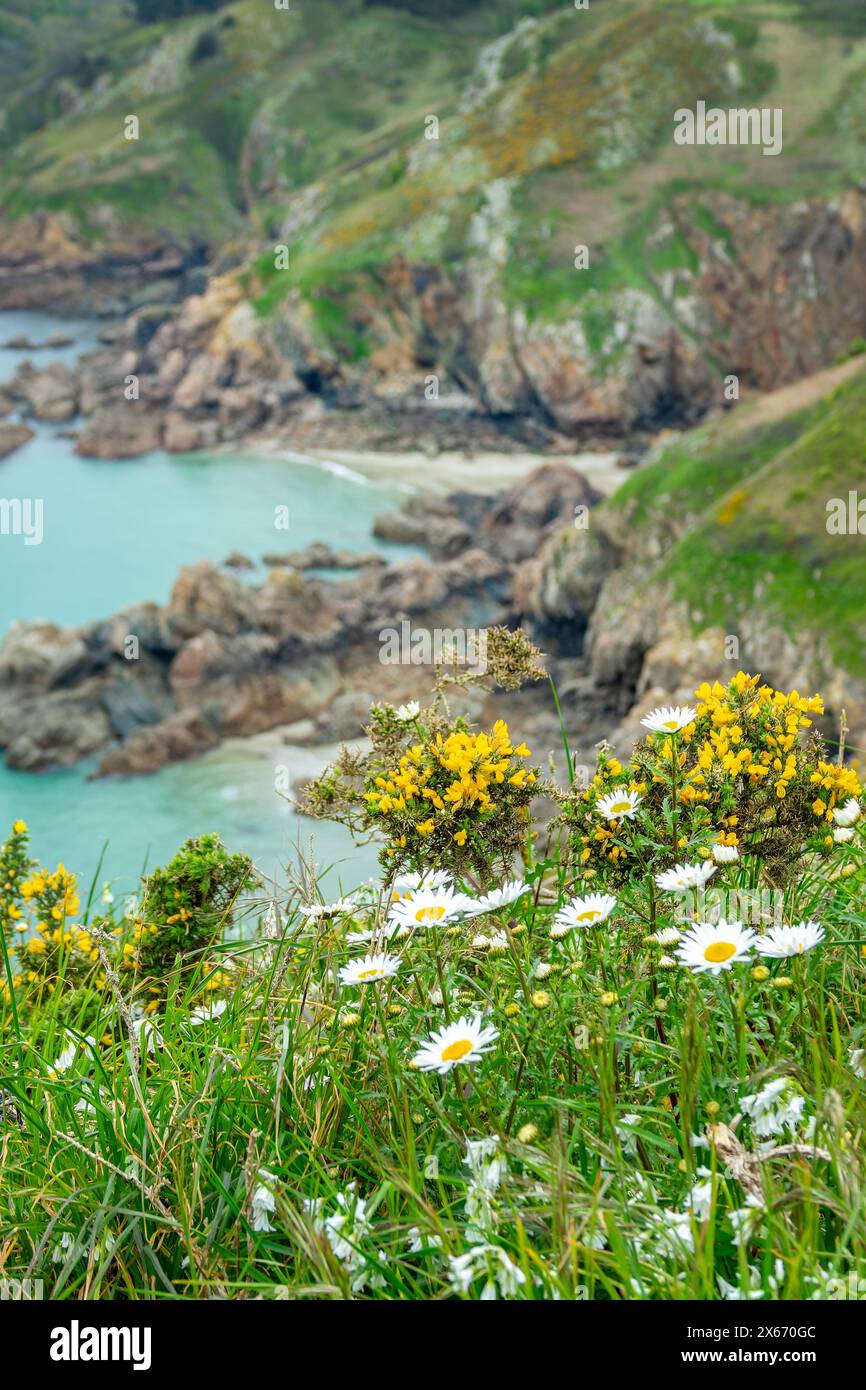 Scopa, margherite e fiori selvatici in primavera sulle scogliere di Icart Point, Spring Landcape a Guernsey, isole del Canale Foto Stock