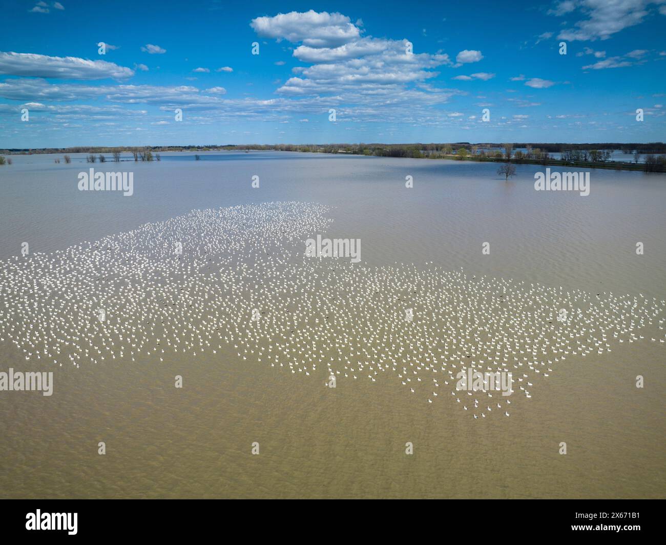Gregge di oche da neve in migrazione, riposate in un campo di mais durante un'inondazione primaverile. Foto Stock
